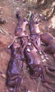 Nyanza: Inka yabyaye inyana 5 zirimo isa n'ingurube