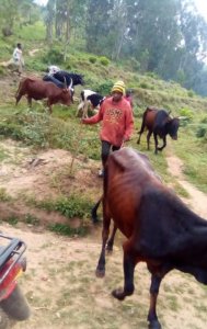 Nyaruguru: Abantu 4 bakekwaho kwica umugabo bagatwara inka ze yari aragiye bafashwe