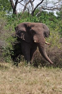 Zimbabwe: Inzovu zirikubambura ubuzima aho kubazanira amadovize