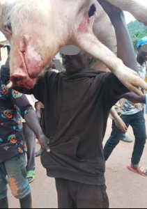 Gakenke: Abaturage bategetse Umugabo kwikorera ingurube ashinjwa kwiba 