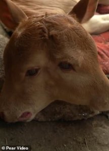 Inka yavukanye imitwe ibiri n'ibindi bice byinshi yatangaje benshi [AMAFOTO]