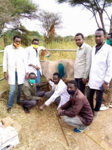 Ethiopia: Abaveterineri bakuye ibiro 50 bya Pulasitike mu nda y'inka 