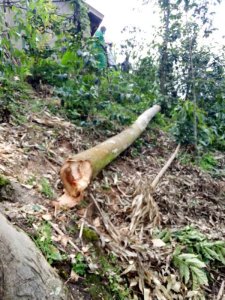 Rubavu: Yagwiriwe n'igiti yarimo gutema ahasiga ubuzima