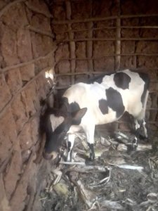 Rusizi: Yafatanywe inka 2 avuga ko atazi uko zageze mu kiraro