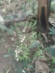 Rubavu: Yabyutse asanga bamutemeye insina hakekwa uwo mu muryango we