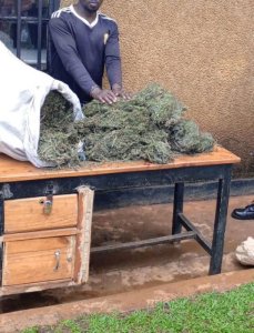 Rwamagana: Yafatanywe kg 30 z'urumogi abitse mu rugo