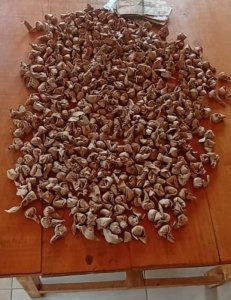 Gasabo: Polisi yafashe bane bacuruza udupfunyika 870 tw'urumogi