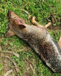 Inyamaswa bikekwa ko yicaga inka z'abororera muri Gishwati yishwe