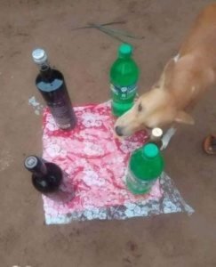 Umugabo yakoreye isabukuru idasanzwe imbwa ye ayigurira umutsima n'inzoga zihenze [AMAFOTO]