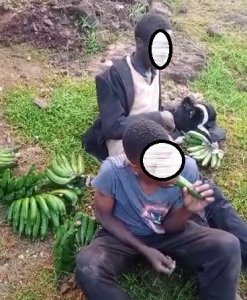 Karongi: Bafashe abasore bibye ibitoki babategeka kubihekenya ari bibisi