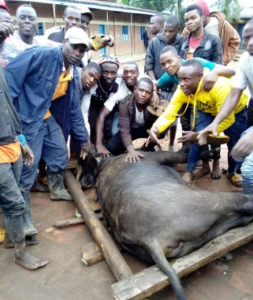 Umubyeyi uherutse gukomeretswa n'imbogo i Musanze yitabye Imana