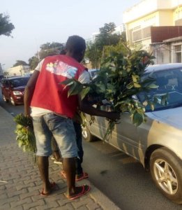 Burundi: Ibibabi by'inturusu biri kugurwa cyane nk'umuti urinda Coronavirus