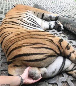 Mukerarugendo yaciye ibintu kubera kwifotoreza muri pariki afashe udusabo tw'intanga tw'urusamagwe [AMAFOTO]