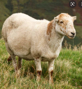 Rwanda: Abayisilamu bahawe amabwiriza mashya kubifuza gutanga igitambo cya 2022