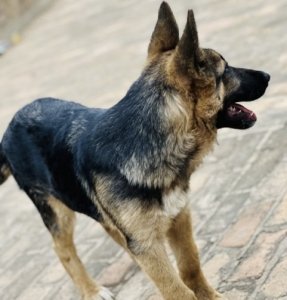 Abatunze imbwa mu Rwanda bagiye kujya bazandikisha ku mudugudu