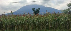 Burera: Ubuhinzi bw'amasaka bwa kijyambere bwahinduye imibereho y'abaturage