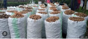 Umusaruro w'ibihingwa ngandurarugo wagabanutseho 3% mu gihembwe cya mbere cya 2023