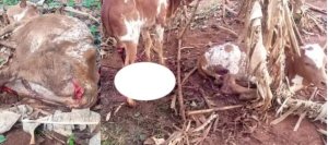 Kirehe: Abagizi ba nabi batemye inka 7 z'abantu batatu batandukanye