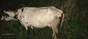 Muhanga: Yateshejwe inka yibye amaze gukingirana nyir'urugo