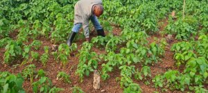 Chia Seeds, igihingwa cyaturutse Amerika y'Amajyepfo cyerera amezi atatu ikilo kikagura 3000frws! 