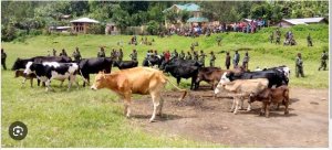 Inyeshyamba za APCLS zirashinjwa kwiba inka 100 i Masisi