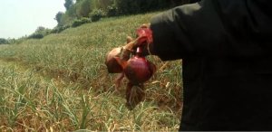 Rubavu: Abahinzi b'ibitunguru barataka igihombo gikomeye