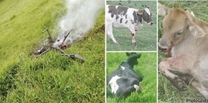 FARDC irashinjwa kwica ku bushake Inka nyinshi z'abaturage 