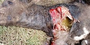 Nyabihu: Undi mutavu wariwe n'inyamanswa, abaturage bakomeje gusaba ubuyobozi gukemura iki kibazo