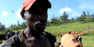 Kayonza: Umushumba yahanishijwe kuragira inka imyaka i 6 adahembwa nyuma y'uko yibwe imwe 