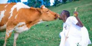 Ifoto yagaragaje umusore asangira n'inka ikigori ikomeje kuzamura amarangamutima ya benshi