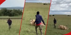 Umu Maasai yahanganye n'intare yari ije kurya inka ye irahunga