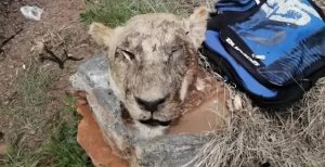 Polisi yafashe umugabo afite imitwe 5 y'intare mu modoka