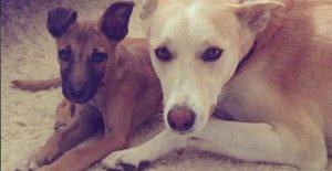 Bugesera: Yibye imbwa y'umuturanyi bamufata ari kuyibaga ngo agurishe inyama