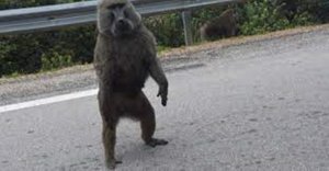 Musanze: Inyamaswa zifata abagore ku ngufu zikomeje guteza ikibazo