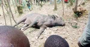 Umusaza wakomerekejwe n'imbogo zatorotse Pariki yapfuye