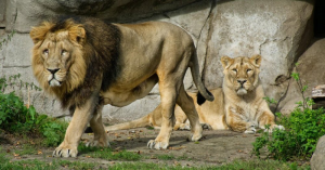 Danemark: Inyamaswa z'inkazi zabuze ibiryo, hitabazwa inkoko n'inkwavu zo mu ngo