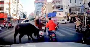 Imbogo yacikiye mu mujyi ikomeretsa abantu yagiye ihura nabo