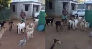 Umugabo yasabiwe kuba umudepite kubera inama y'igitaraganya yagiranye n'ihene ze