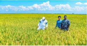 Perezida Ndayishimiye na Madamu bagaragaye mu murima w'umuceri basarura