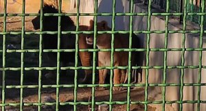 Intare 2 zishe uzirinda zihita zitoroka aho zororerwaga