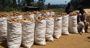 MINAGRI yahishuye impamvu ikilo cy'Ibirayi cyageze kuri 500 FRW aho bihingwa cyane