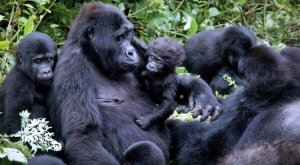 Ingagi z'ingore zo mu Rwanda zishimira kujya mu miryango irimo izo ziziranye- Ubushakashatsi