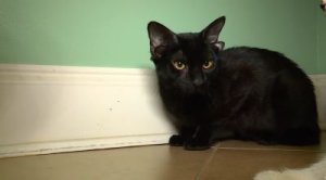 Habonetse injangwe ifite amatwi ane