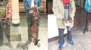 Nyamagabe: Abagabo 2 bafashwe bamaze kwica ifumberi abaje kubagomboza batanga ruswa nabo barafungwa