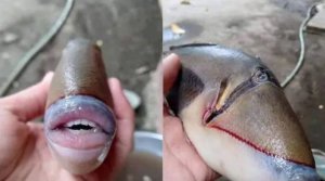 Ifi idasanzwe ifite amenyo n'iminwa bimeze neza nk'iby'abantu yateje ururondogoro[AMAFOTO]