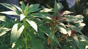 Reba akamaro gakomeye utari uzi ku buzima bwawe no ku ruhu ko kurya imboga za Dodo 'Imbwija' n'utubuto twazo[AMAFOTO]