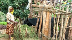 Nyamasheke: Abakobwa bari korora ibimasa ku bwinshi kugira ngo bibafashe kubona abagabo