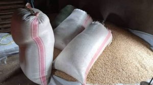 Abamamyi baranguraga ibigori bahenze abahinzi baciwe akayabo