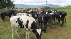 Hamenyekanye umubare w'inka zose zimaze gutangwa muri Girinka