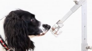 Ubu imbwa zishobora kumenya ko umuntu yanduye coronavirus ku kigero cya 94 ku ijana